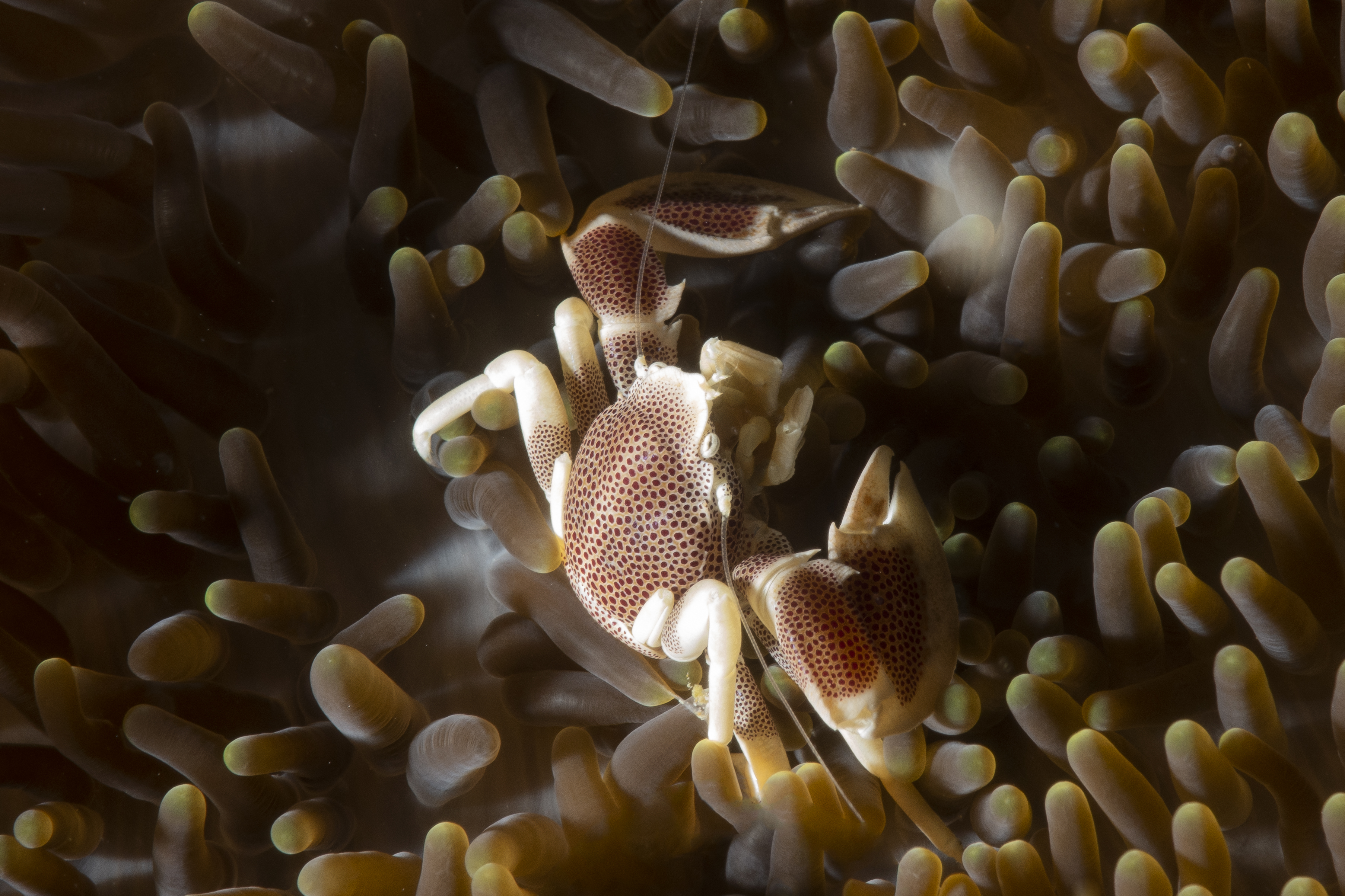 Porcelain anemon crab, Flores Sea